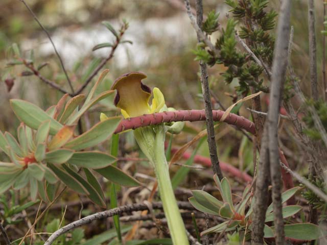 Orchidee dalla murgia Materana